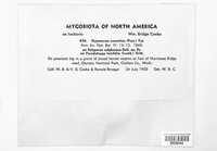Hypomyces aurantius image
